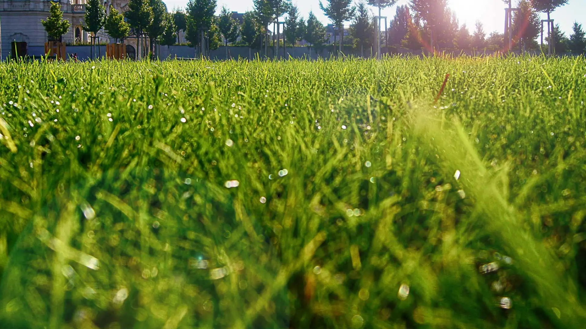 Close up photo of a recently mowed lawn in Troutdale.