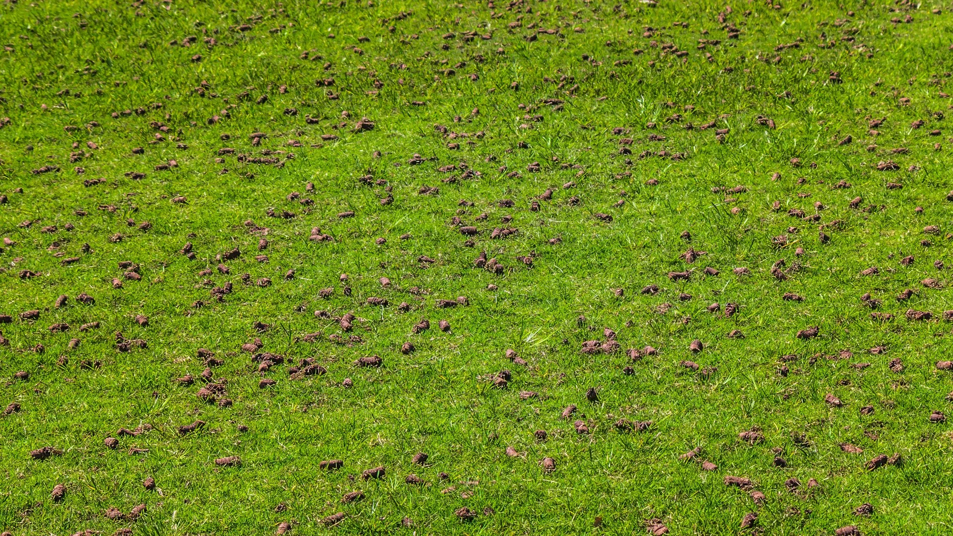 Pros & Cons of Core Aeration: How This Service Affects Your Lawn