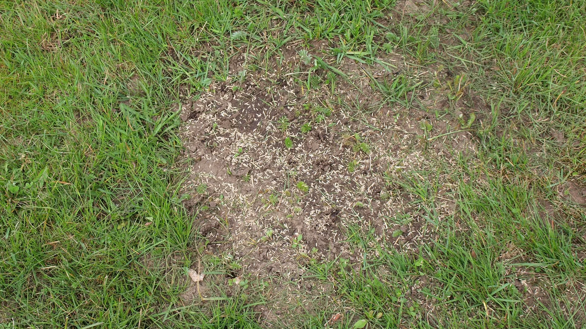What Is Overseeding & What Does It Do?