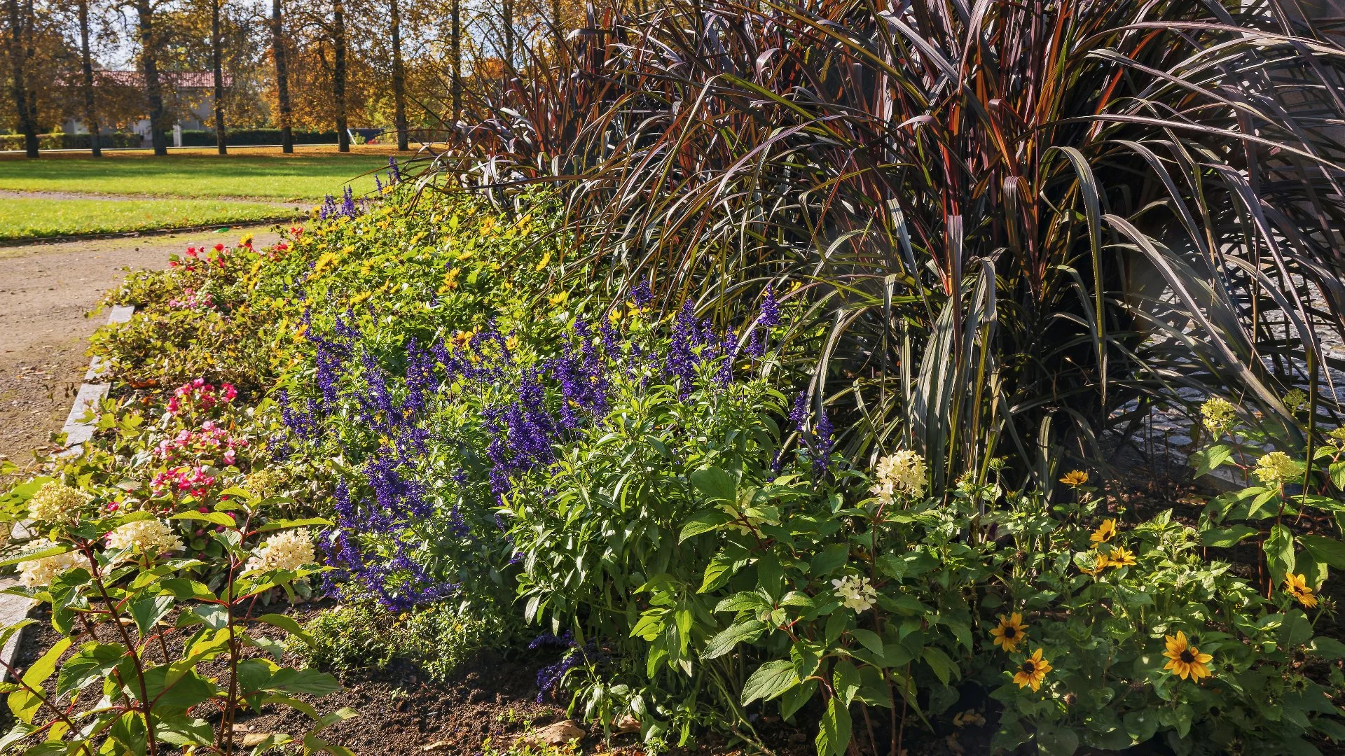 Perennial vs Annual Flowers: Which Should You Plant?