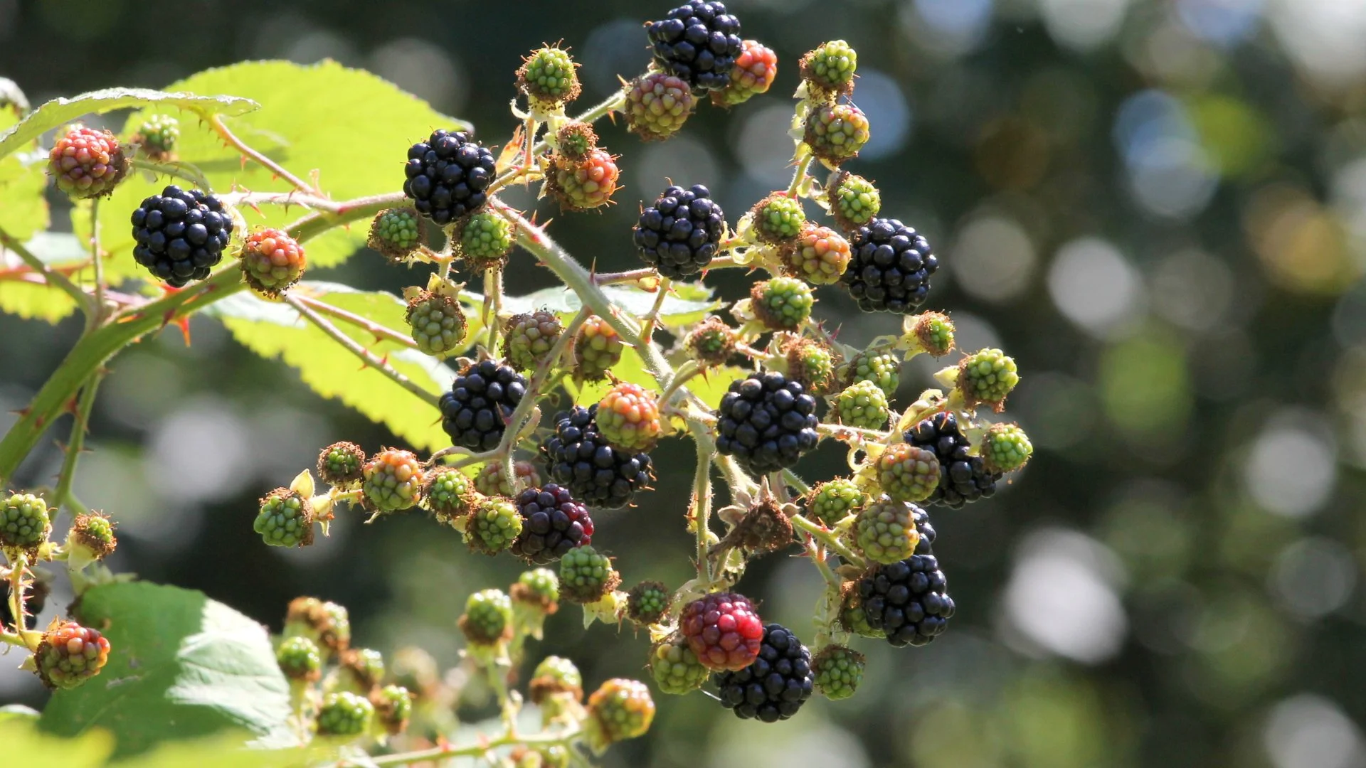 Can Humans Eat Himalayan Blackberries?