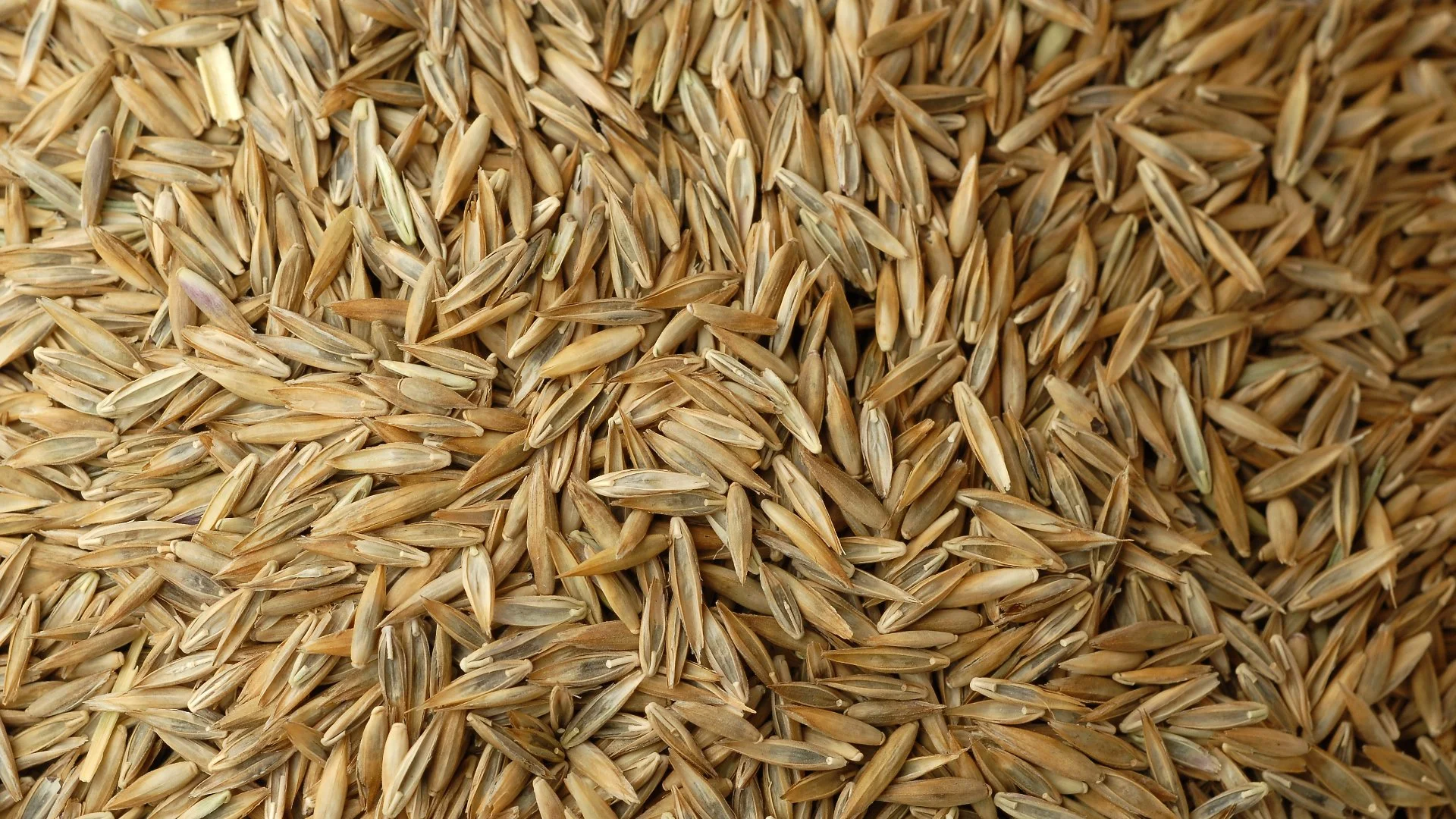 How Much Seed Do You Need When Overseeding Your Lawn