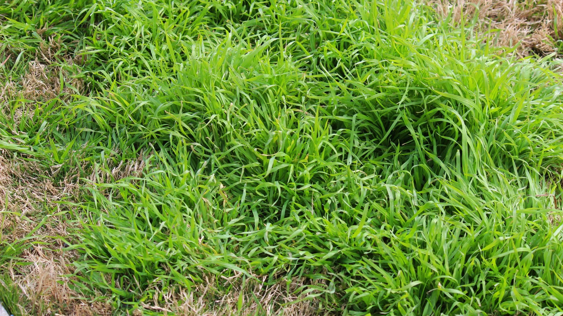 How Do I Permanently Keep Weeds off of My Lawn?