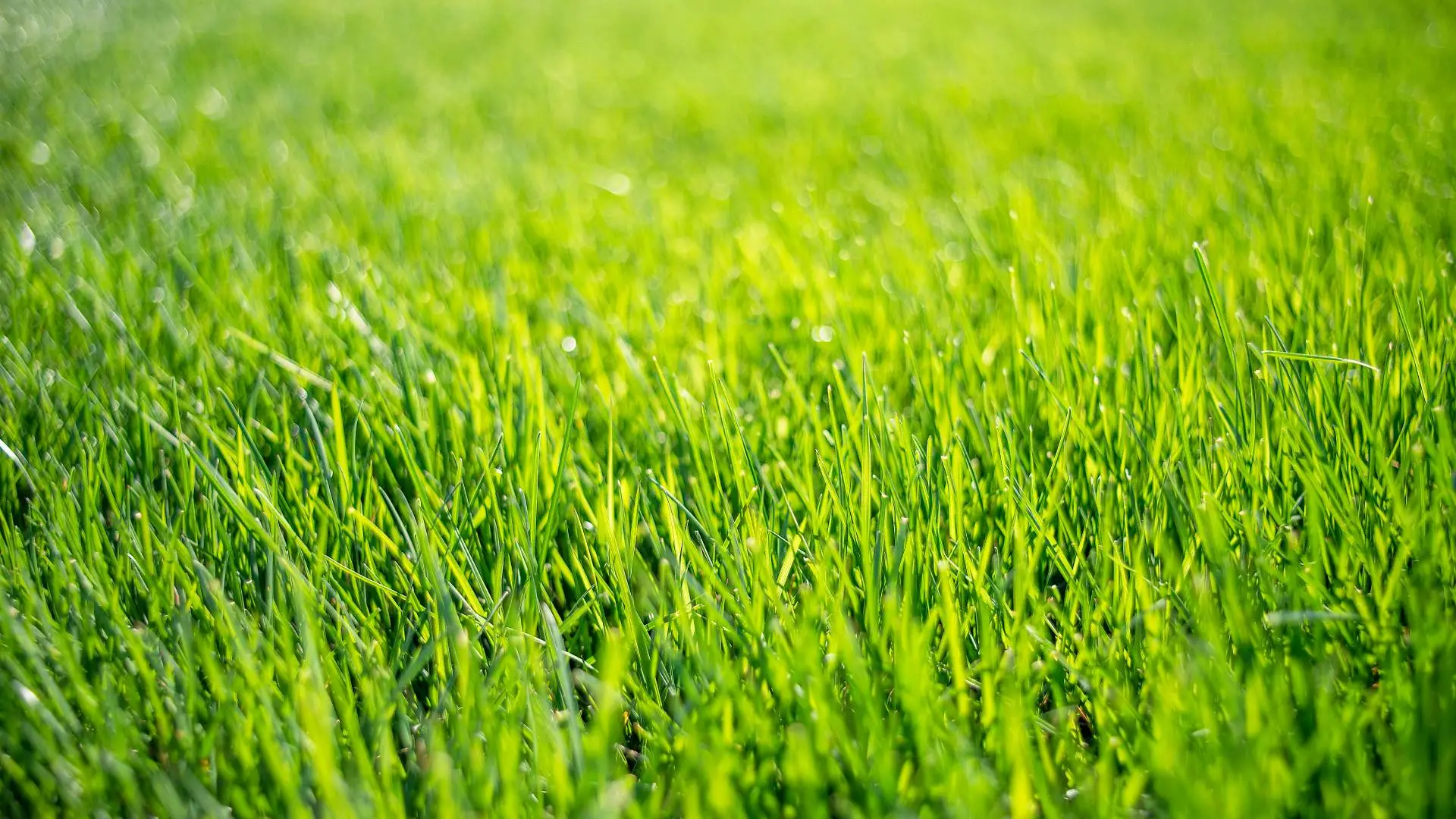Here's Why You Need BOTH Fertilization & Weed Control for Your Lawn