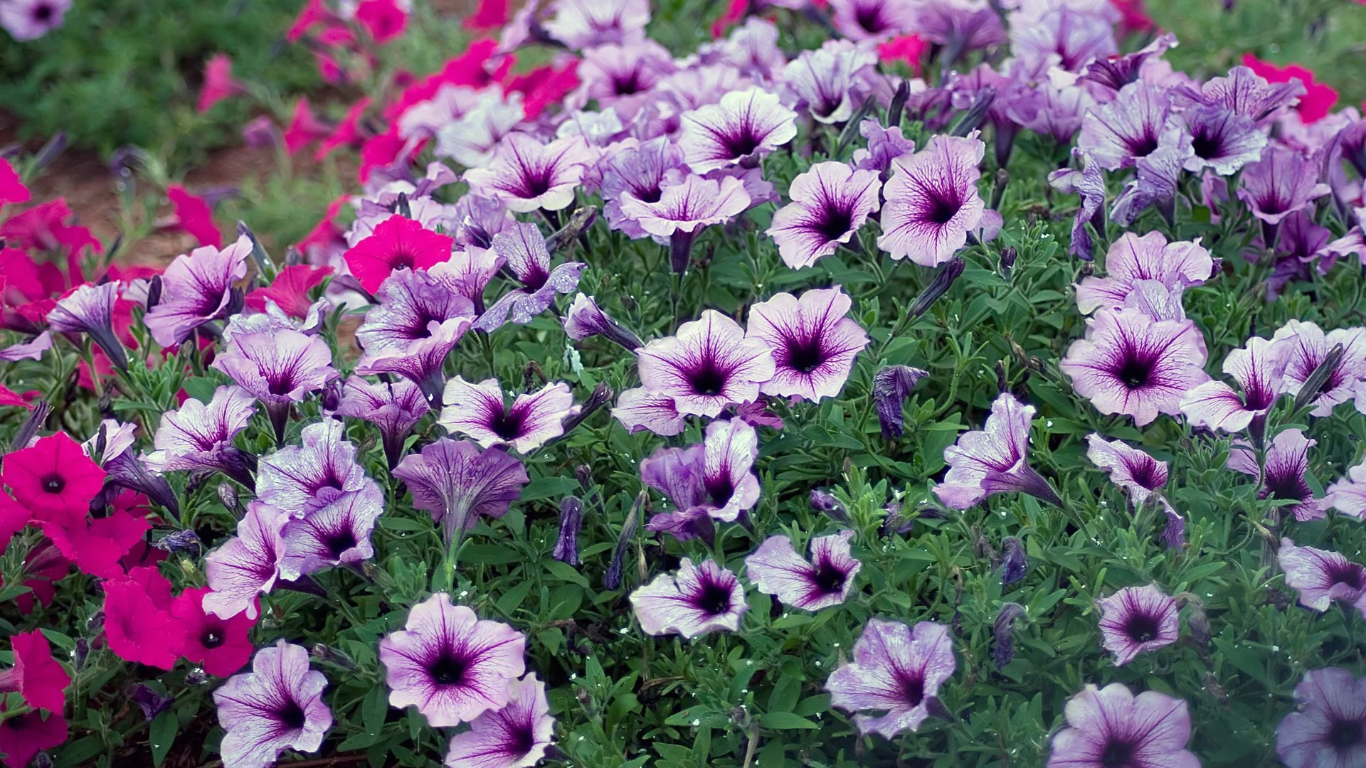 Can You Still Plant Annual Flowers in the Fall?