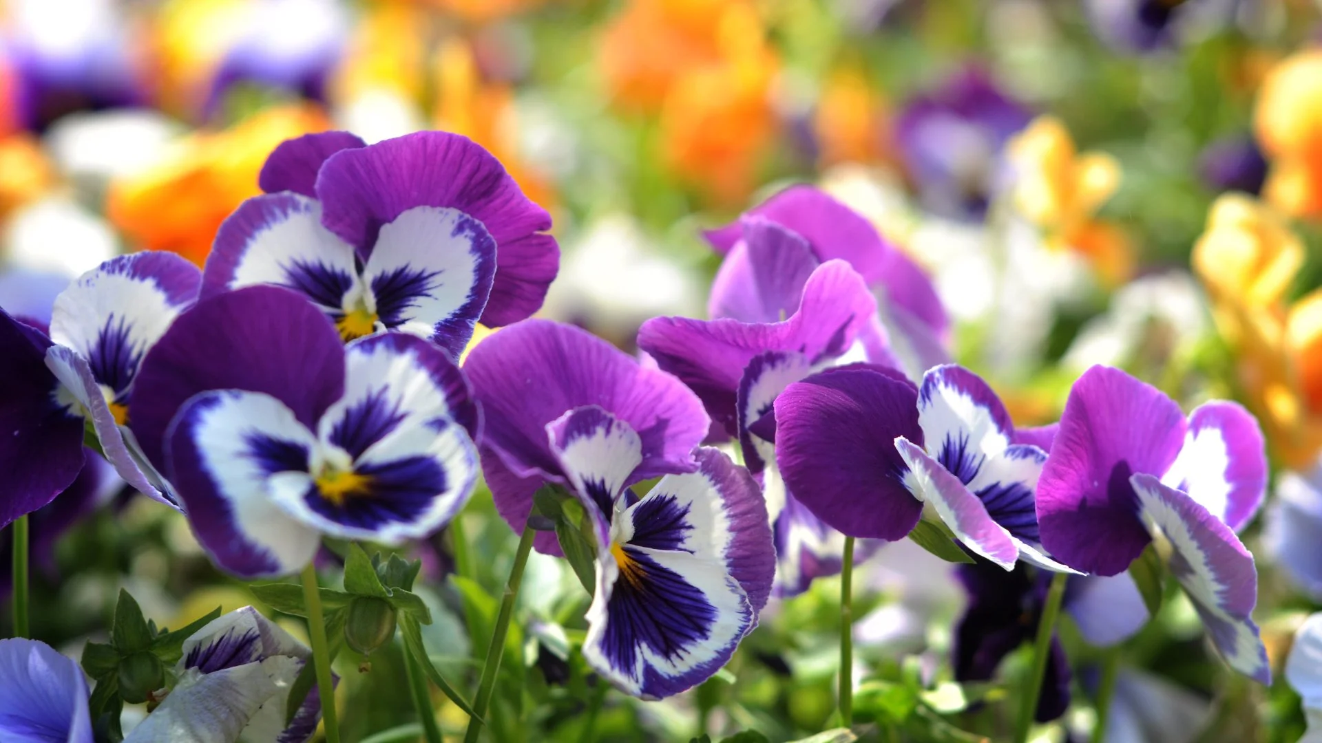 What’s the Difference Between Hardy & Tender Annual Flowers?