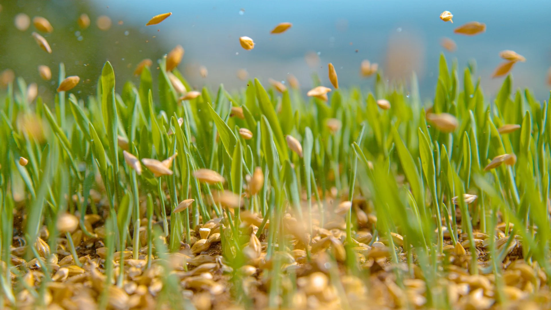 An Ideal Watering Schedule to Follow After Overseeding Your Lawn