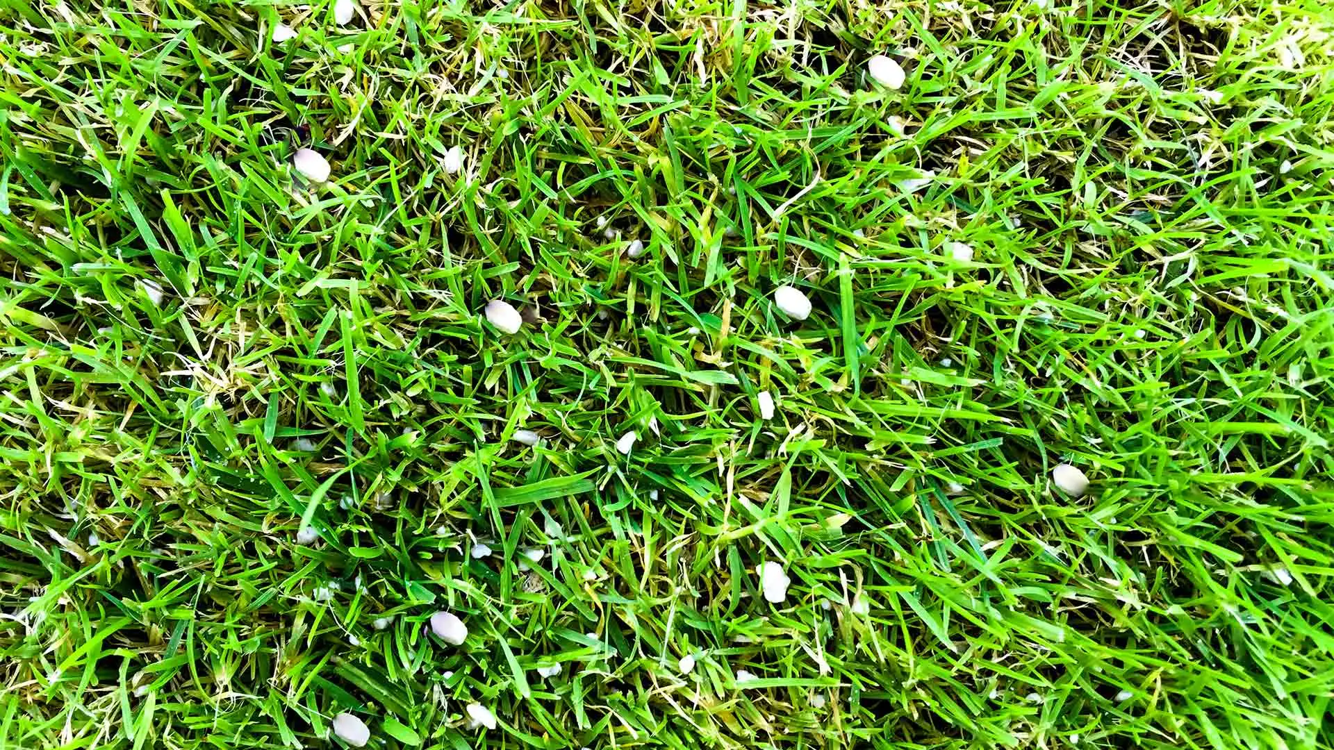 Slow release fertilizer applied to lawn in Troutdale, OR.