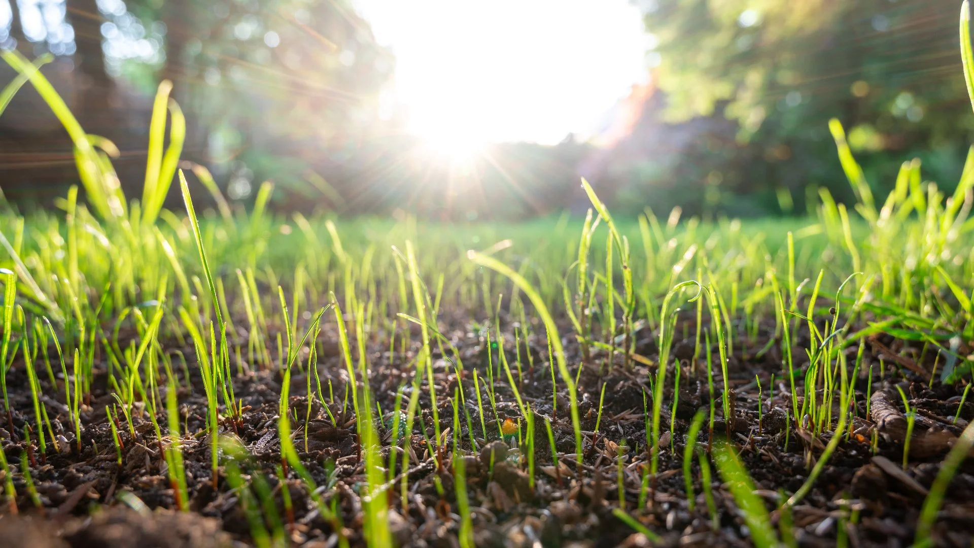 These Mistakes Are Common With DIY Overseeding