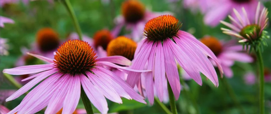 Closeup of purple coneflowers in Gresham, OR.