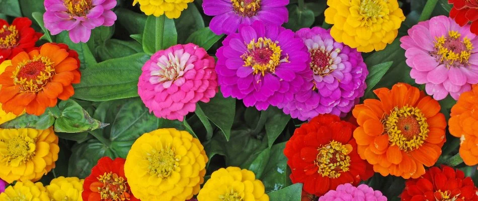 Different colored zinnia flowers in Portland, OR.