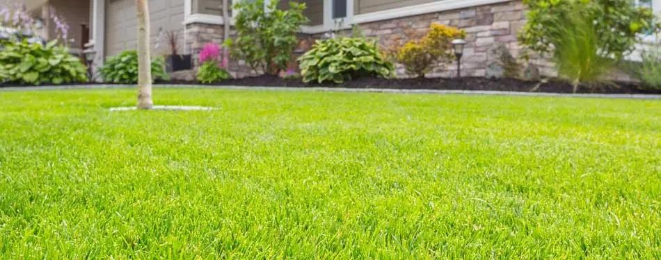 What Your Lawn Needs to Survive Summer