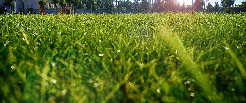 Closeup of healthy grass in a Happy Valley, OR after grass seeding was performed.