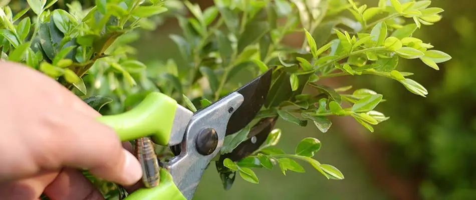 How Plants Benefit from Regular Trimming & Pruning