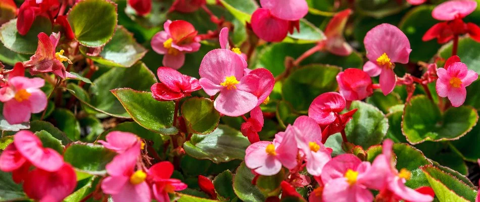 Pink begonia annual flowers in Gresham, OR.