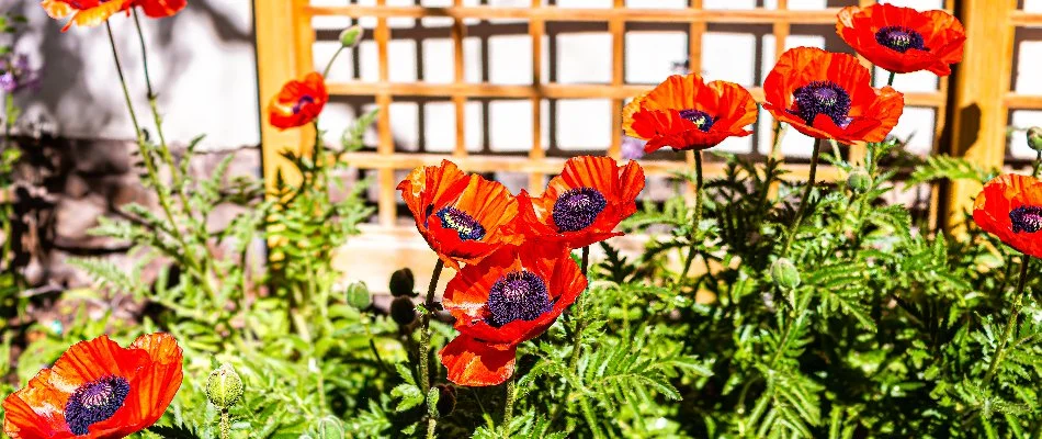 Orange poppy annual flowers on a property in Gresham, OR.