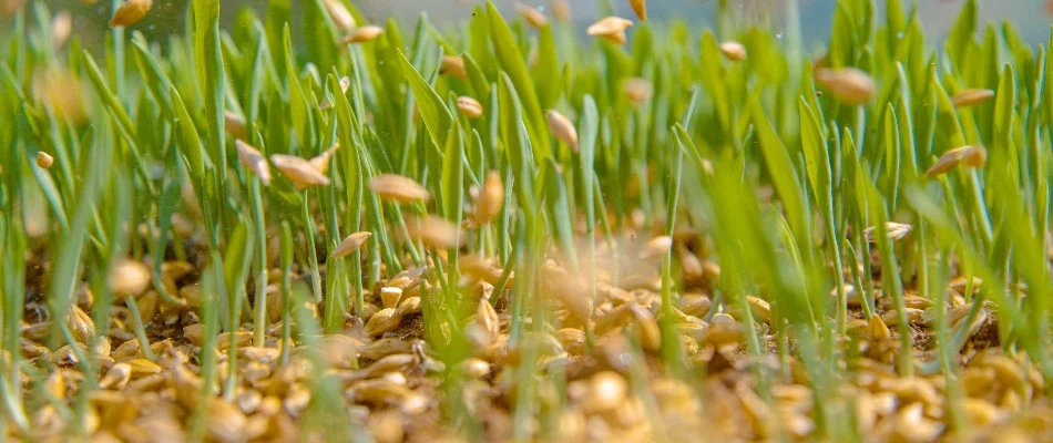 Seeds falling onto a lawn on a property in Gresham, OR.