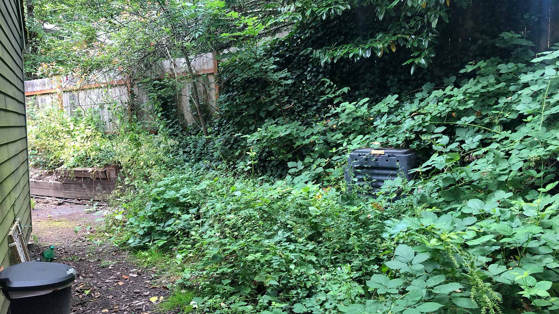 A Portland, OR property in need of a blackberry cleanup.