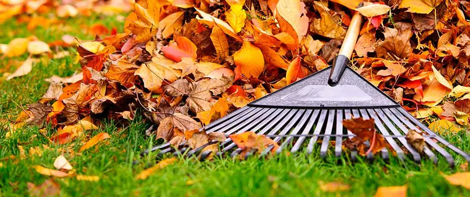 Why It's Time to Schedule a Fall Lawn Cleanup