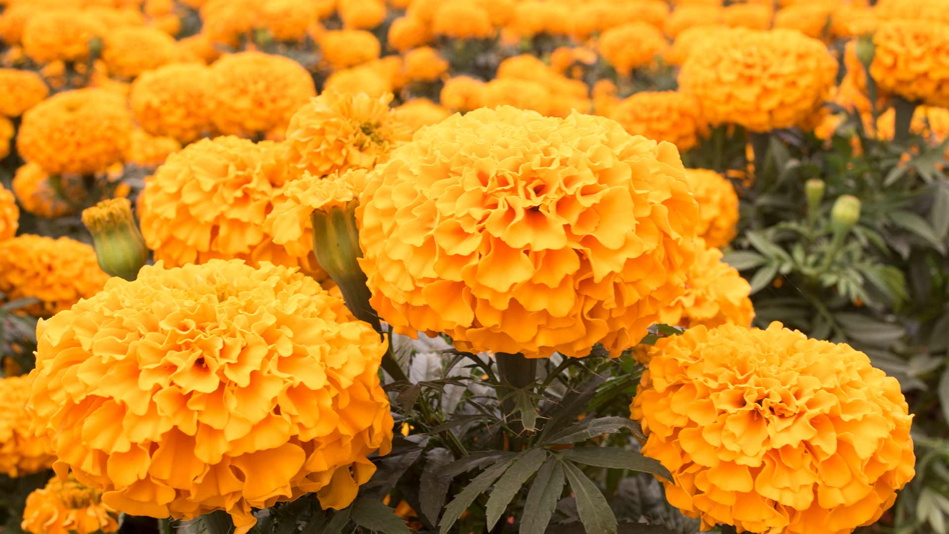 Close up photography of golden marigold flowers in bloom near Portland, OR.
