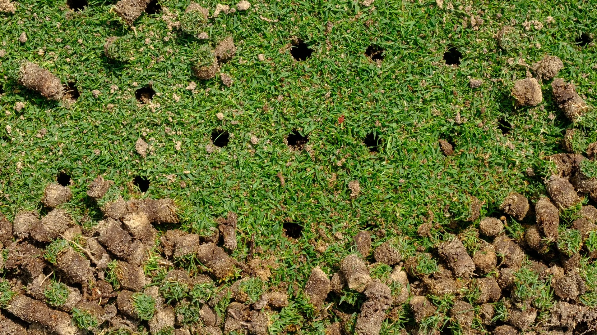 What Does a Professional Core Aeration Service Involve?