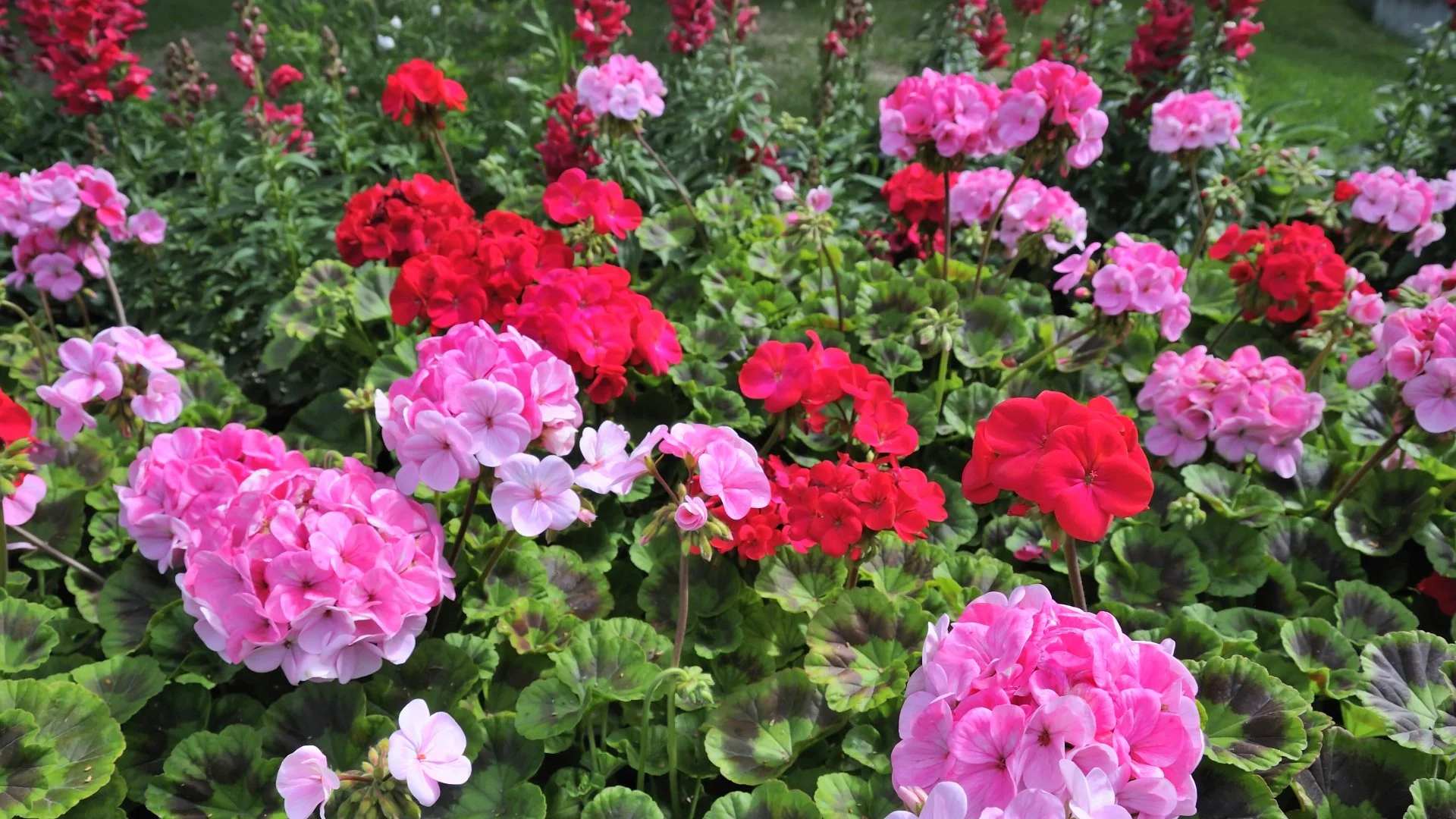 4 Cool-Season Annuals That Will Make Your Landscape Beds Pop!