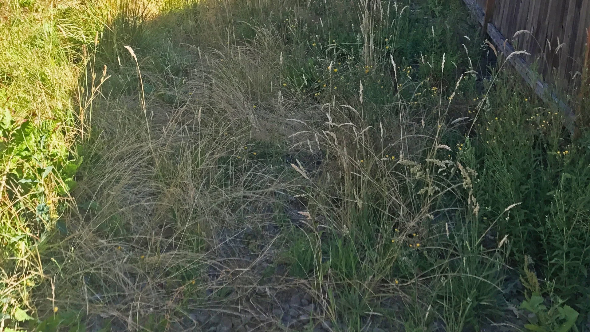 How Long After Post-Emergent Weed Control Will Weeds Start Dying Off?