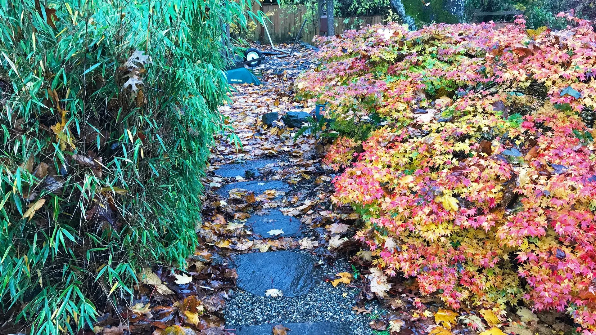 What Does a Fall Yard Cleanup Service Mean?