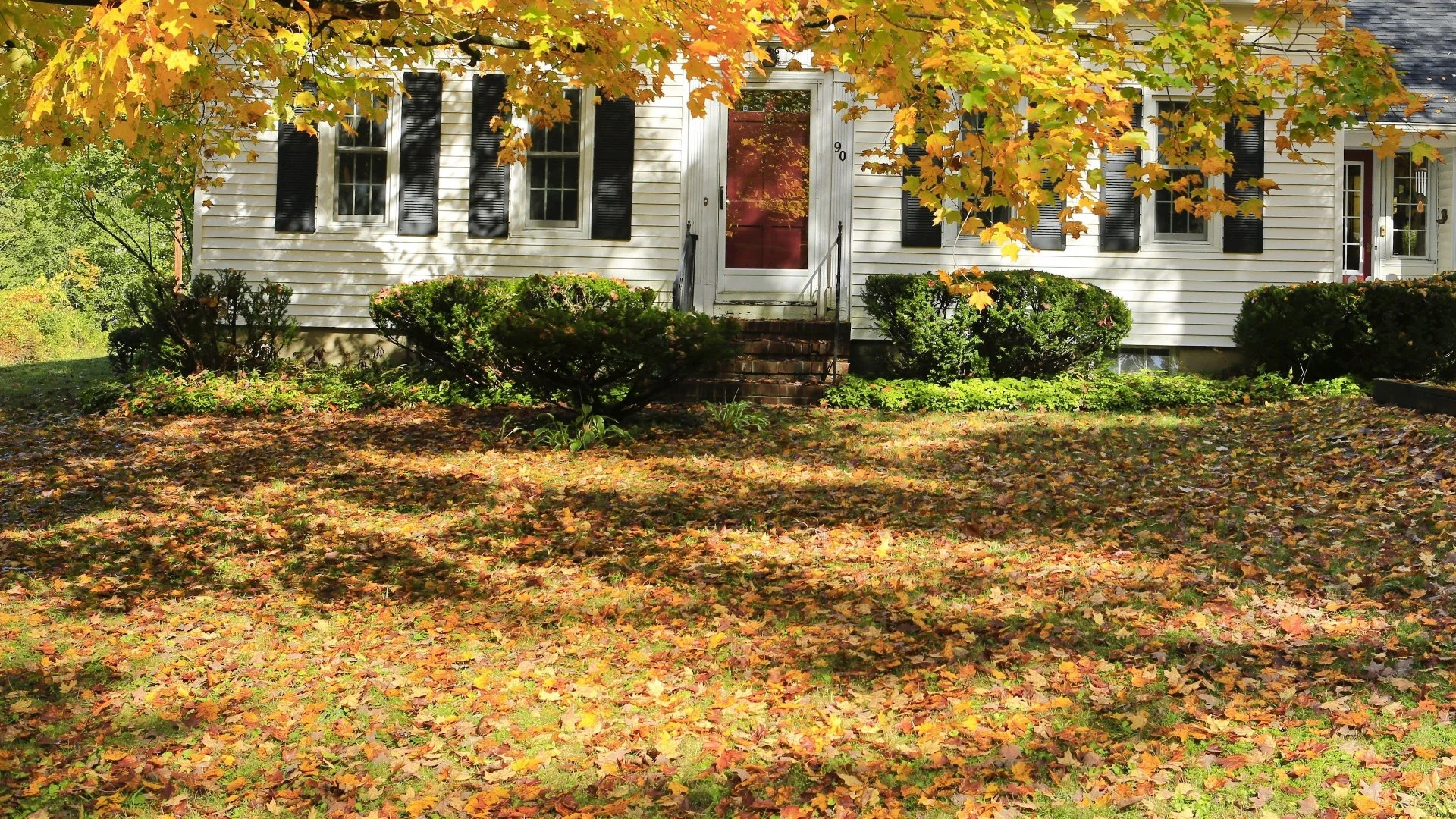 Is It Possible for Leaf Piles to Cause Lawn Diseases?