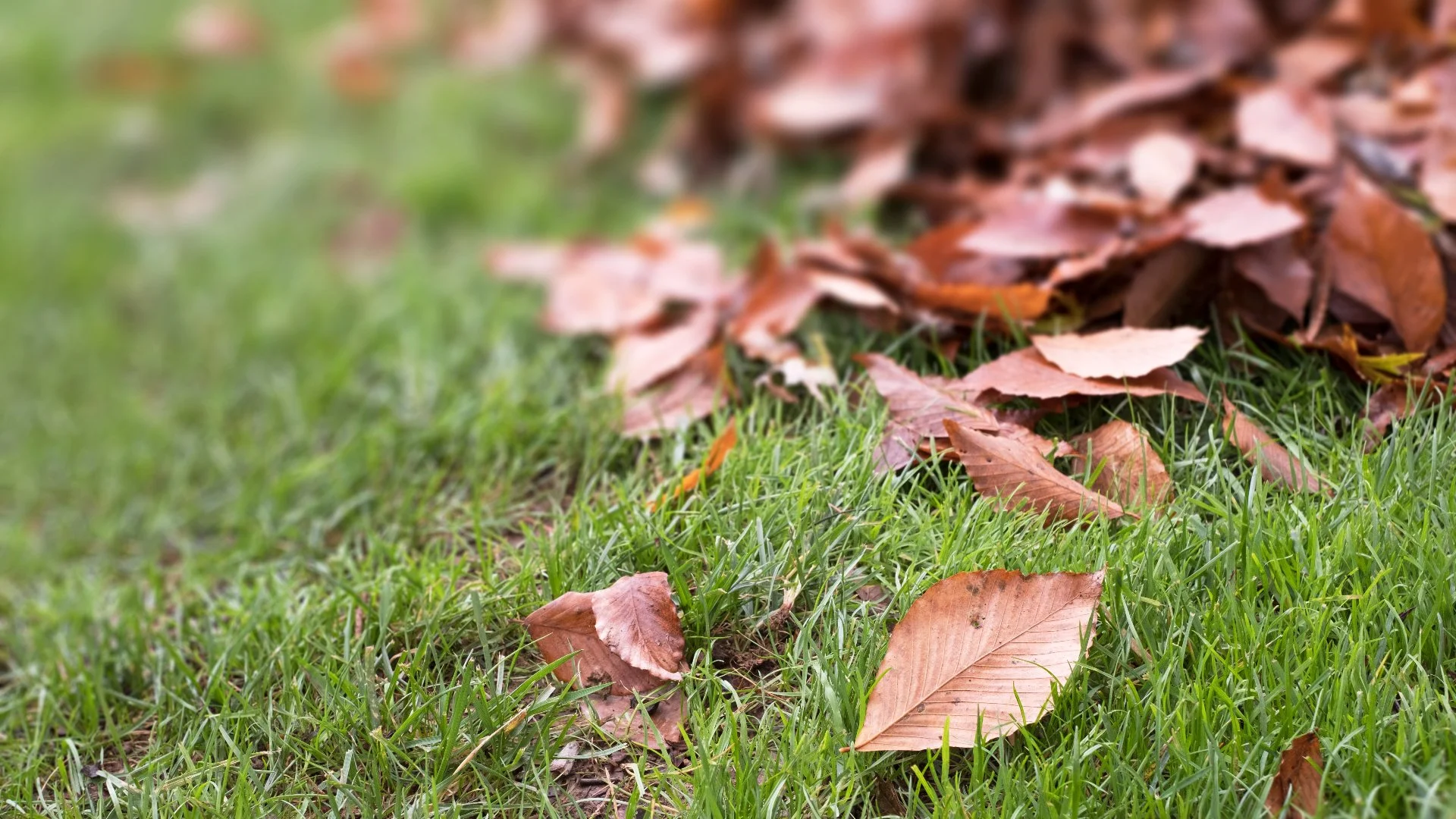 Are Leaves Actually Beneficial for Your Lawn?