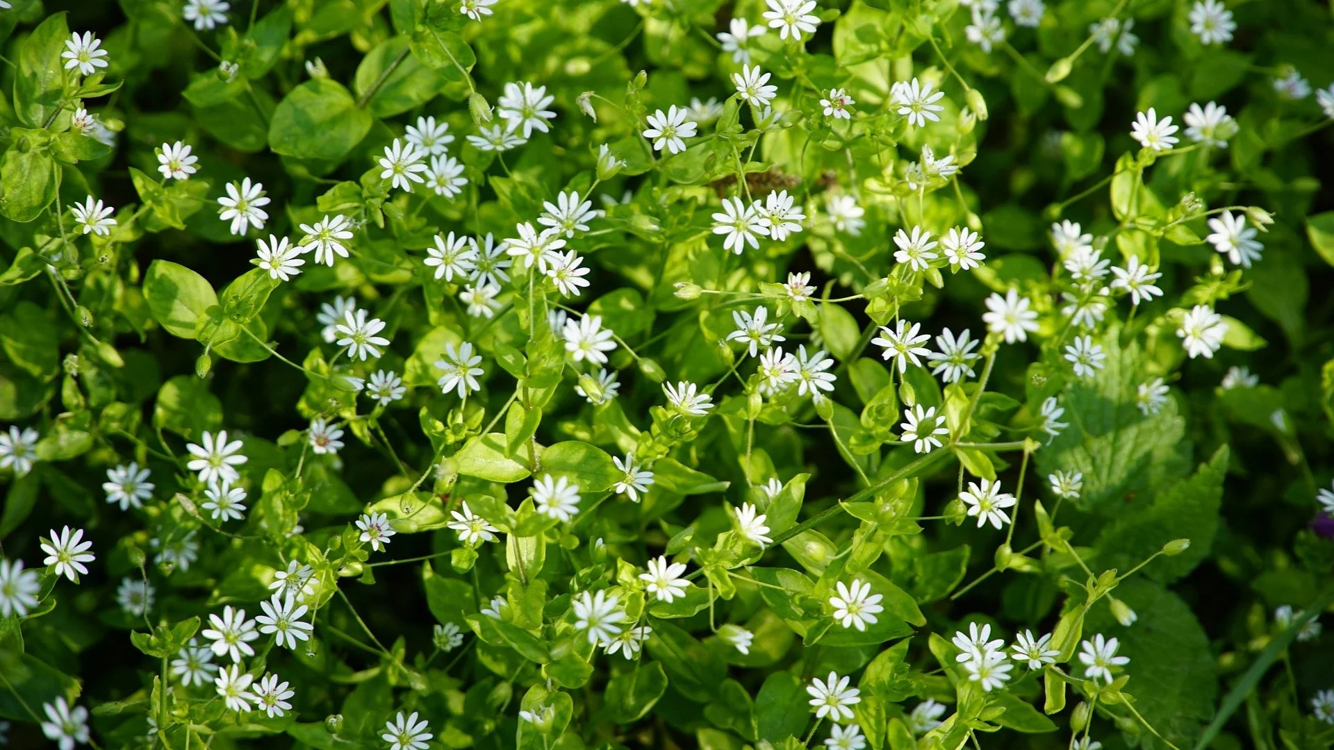 These Winter Weeds Can Cause Issues for Your Lawn in Oregon!