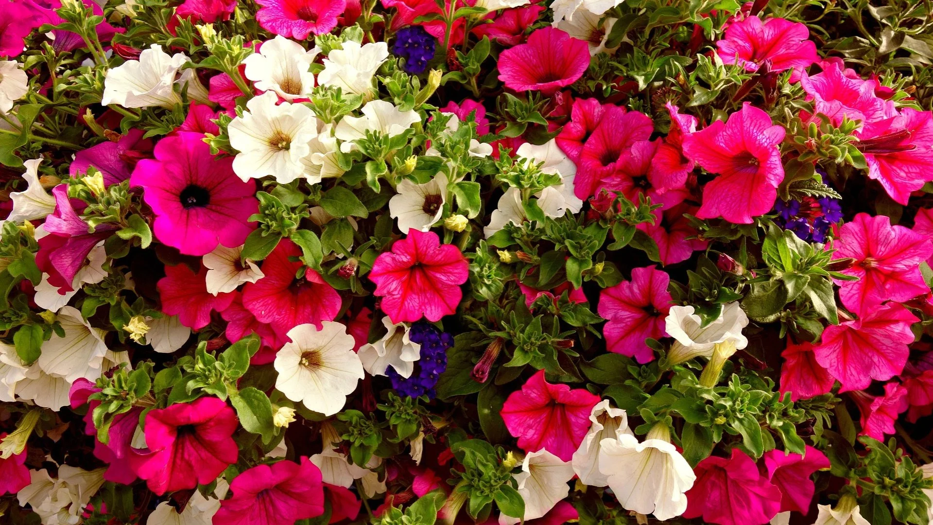 Things to Consider Before Planting Annual Flowers This Fall