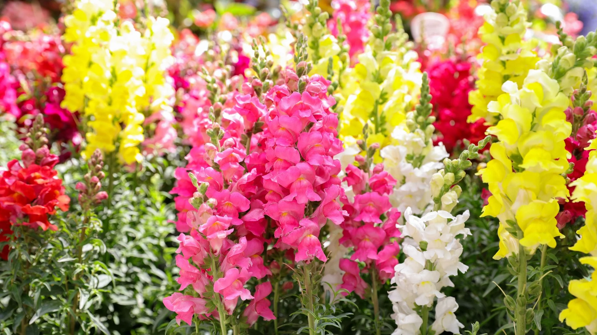 Can Fall Annual Flowers Withstand Cold Weather?