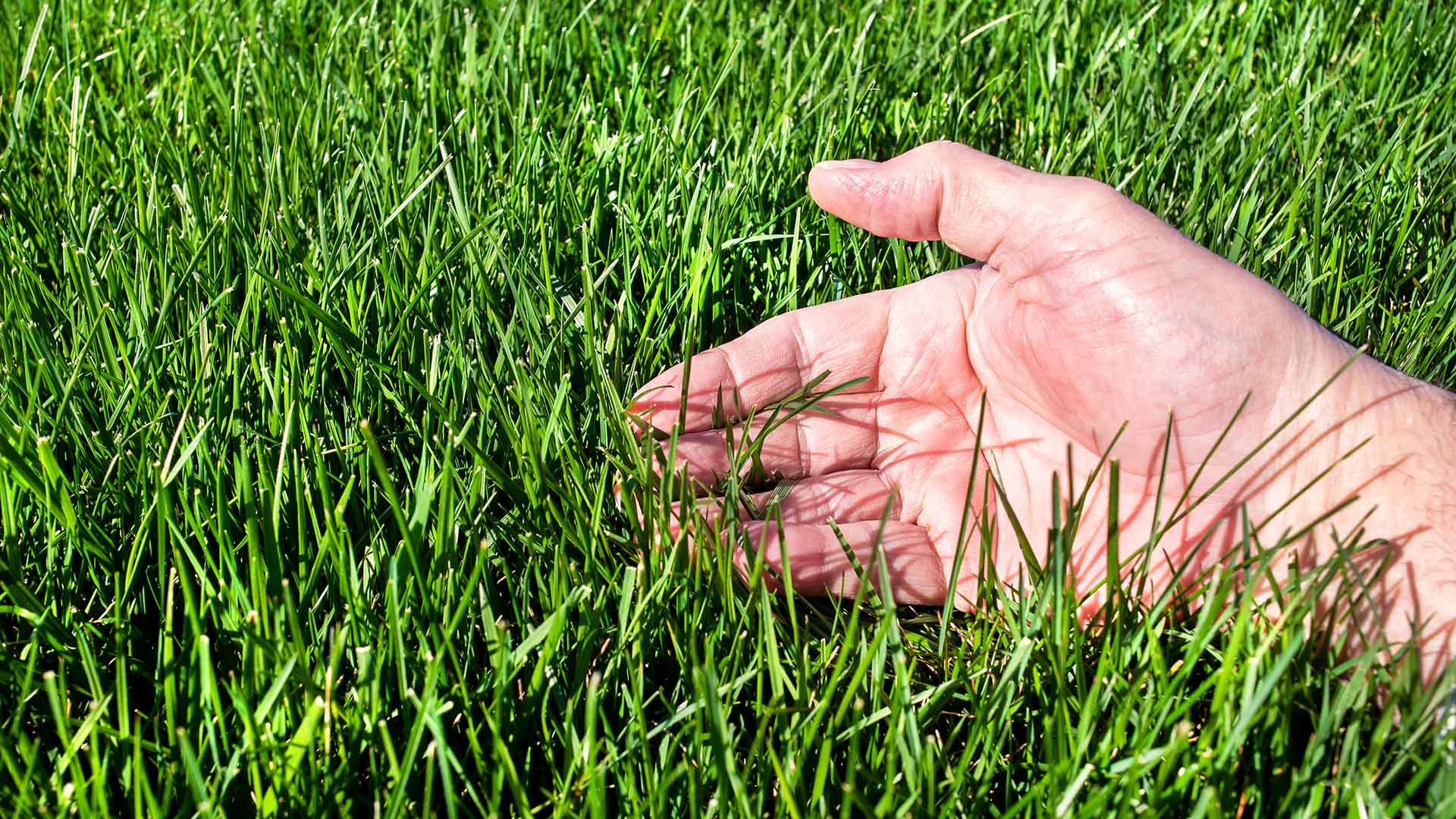 Everything to Know About Growing Tall Fescue Grass