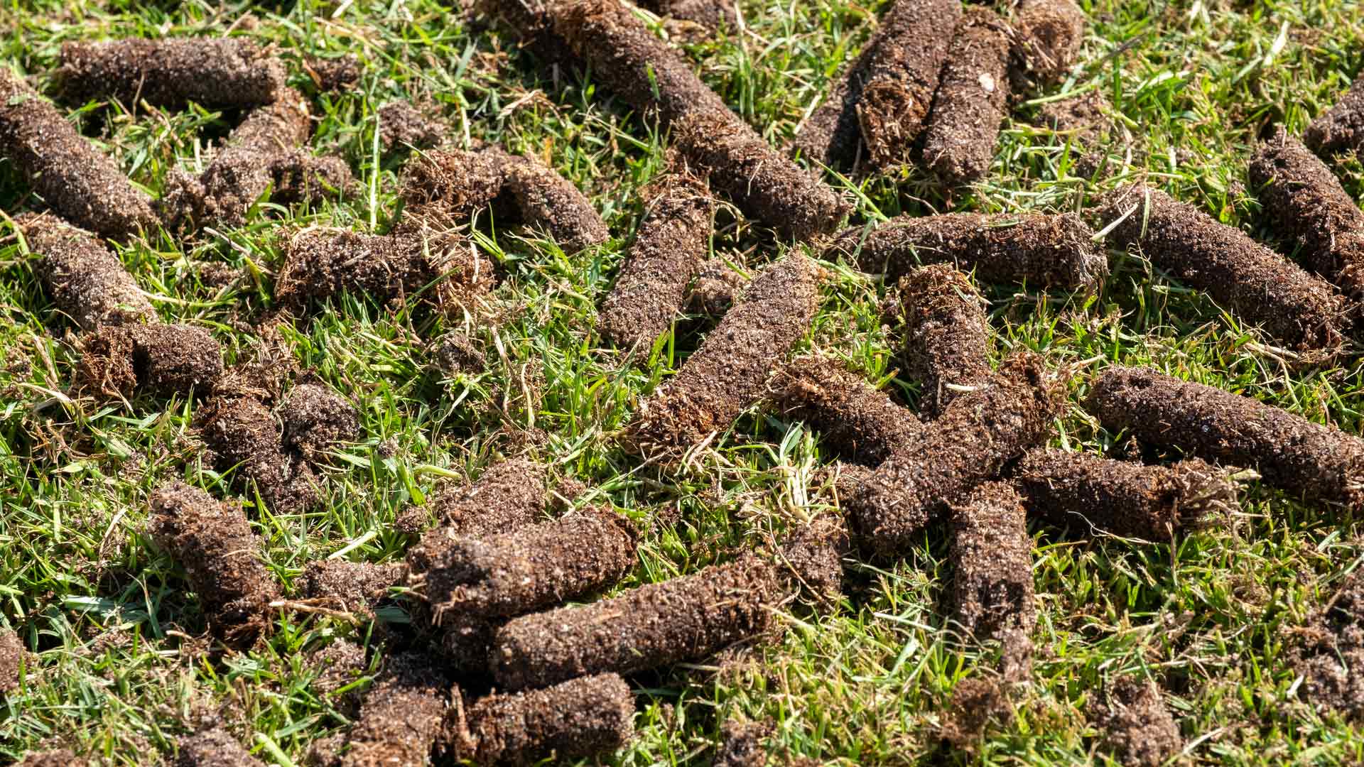 How to Deal With the Cores Left on Your Lawn After Core Aeration