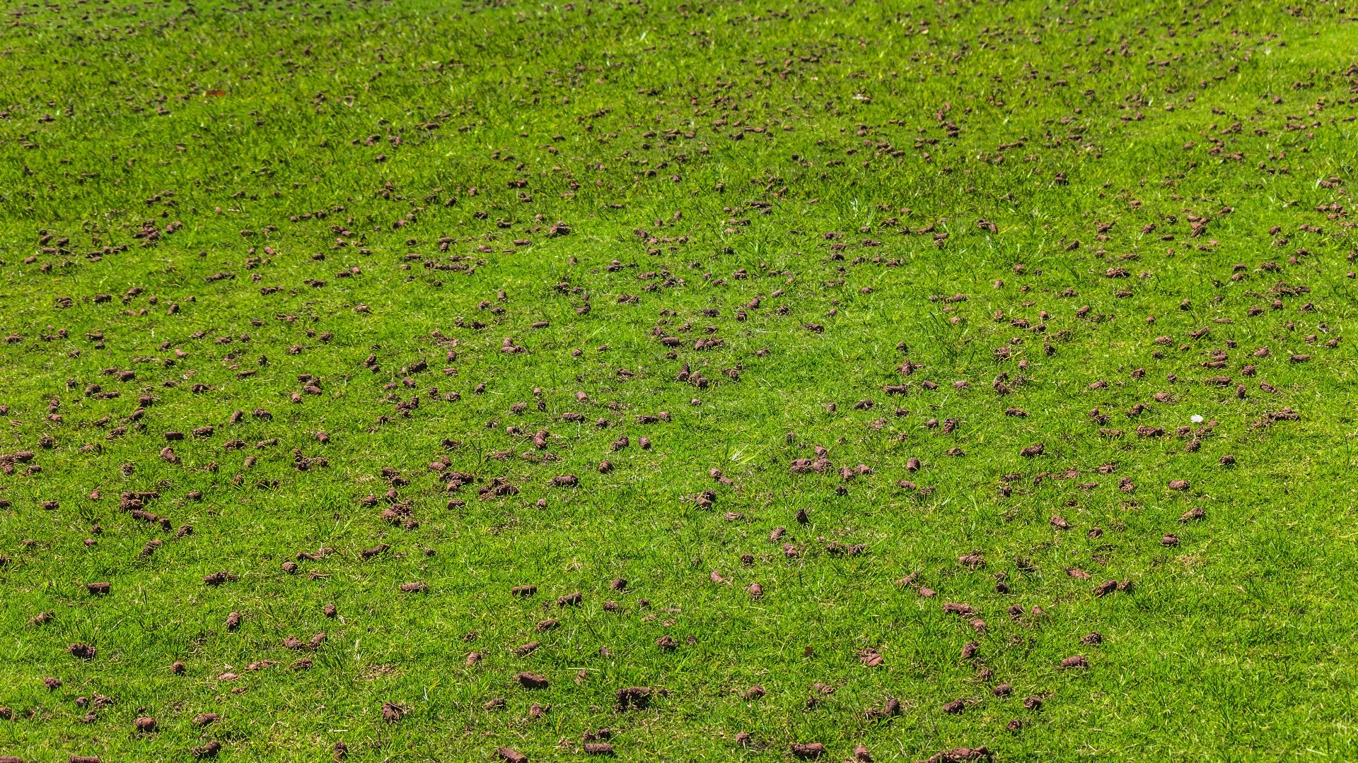 Help Your Lawn Recover From Aeration by Doing These Things