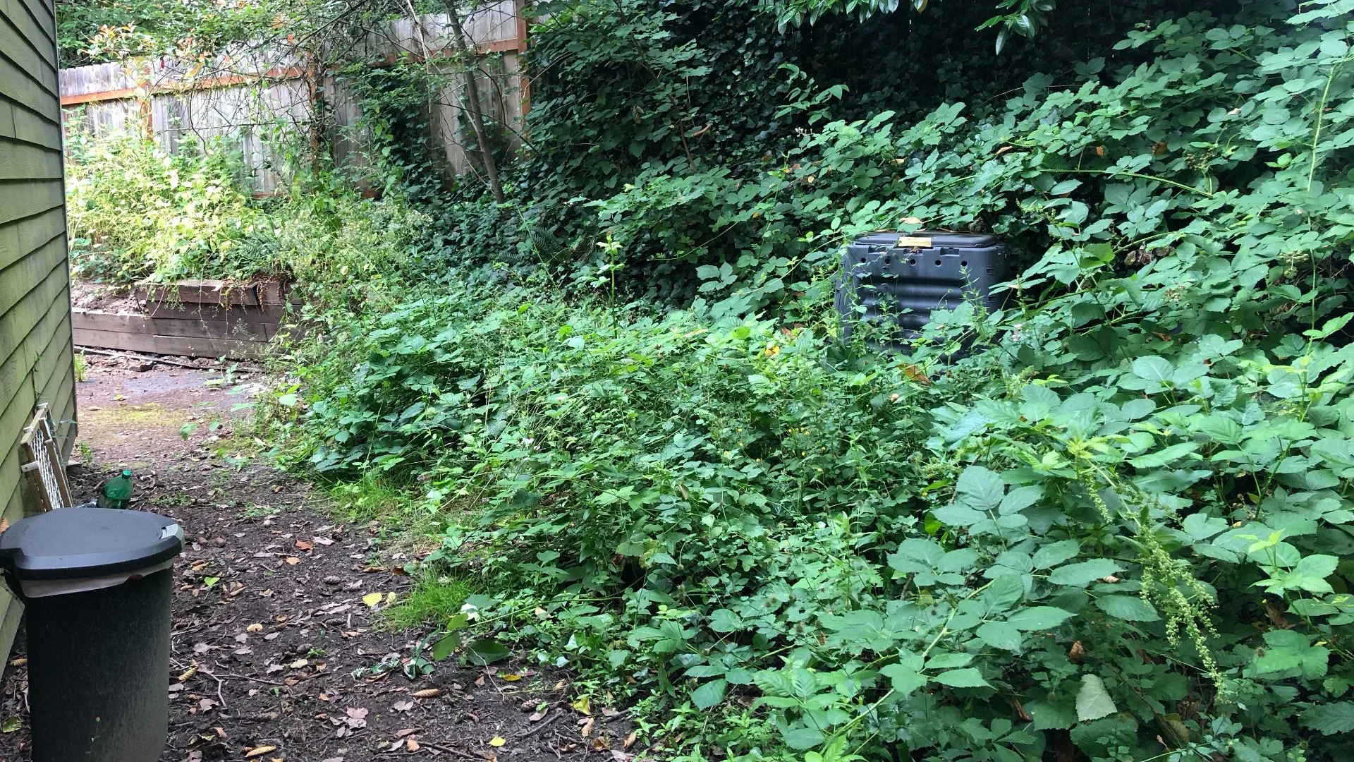 What Is the Difference Between a Blackberry & a Himalayan Blackberry?