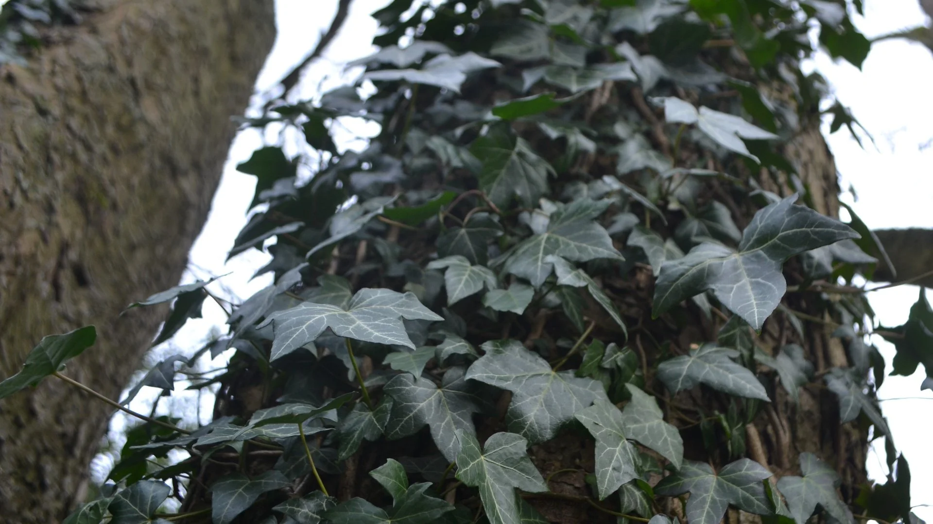 Is English Ivy Ok to Touch?