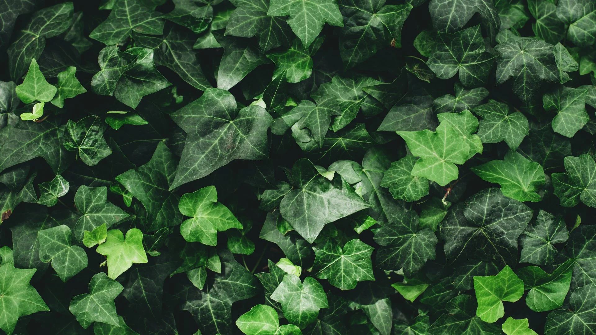 How Does English Ivy Harm Plants?