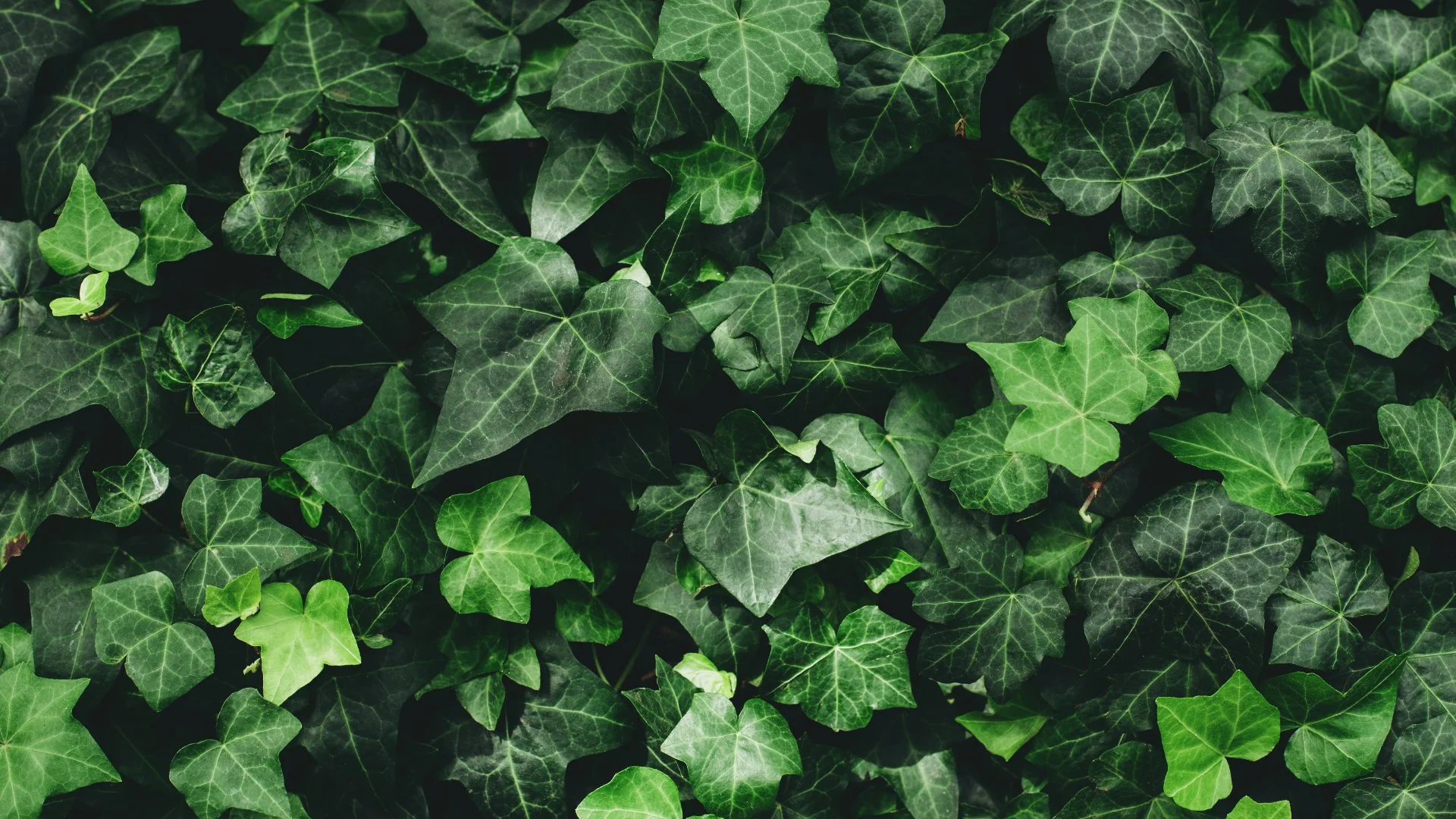 Is English Ivy Toxic to Dogs?