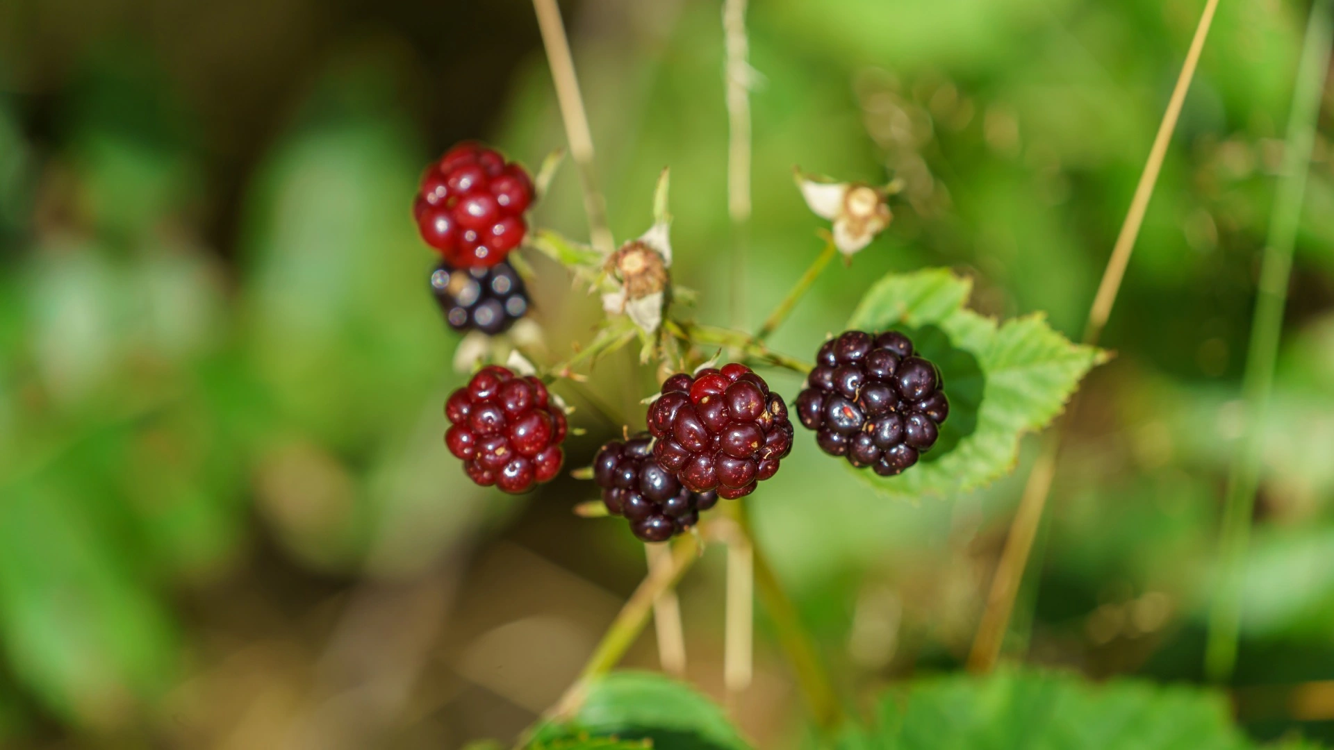 Invasive Weeds: Himalayan Blackberry and Evergreen Blackberry