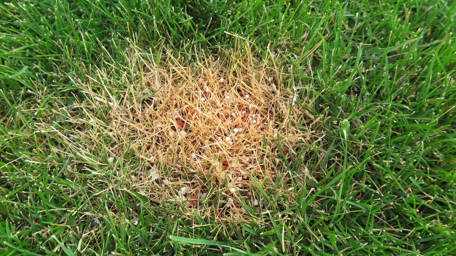 What to Do if Your Lawn Is Suffering From Fertilizer Burn
