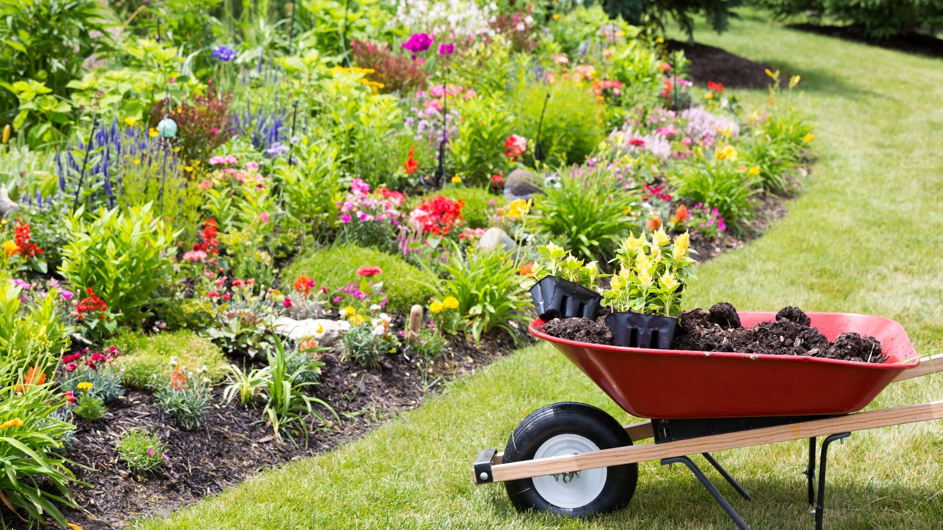 4 Warm-Season Annuals to Consider Adding to Your Landscape Beds