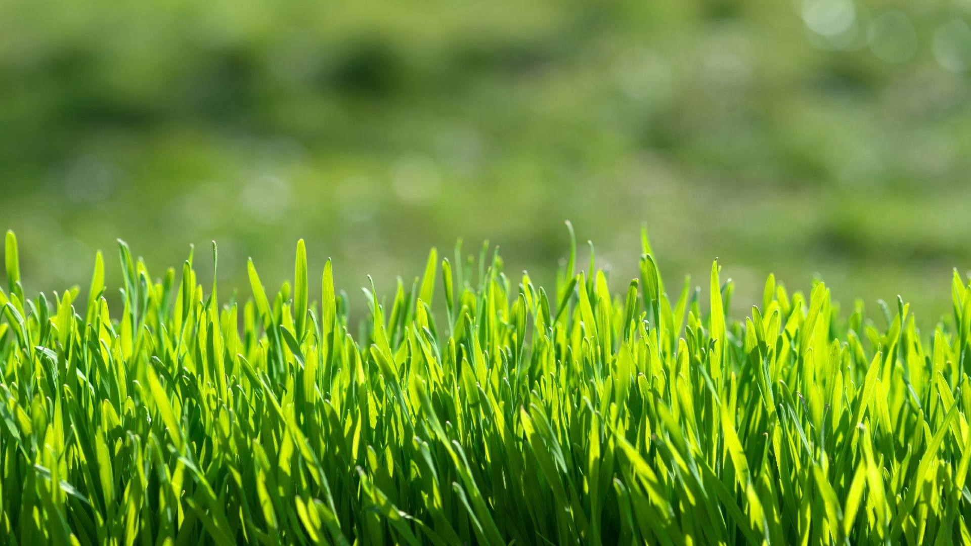How Many Times Per Year Should You Fertilize Your Lawn in Portland?