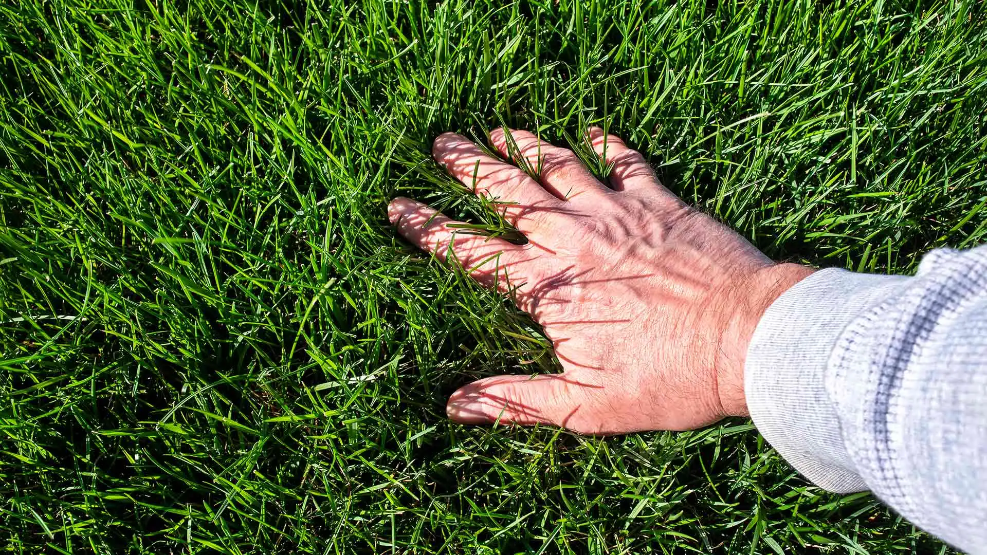 Want a Beautiful & Healthy Lawn? If So, Schedule These Lawn Care Services
