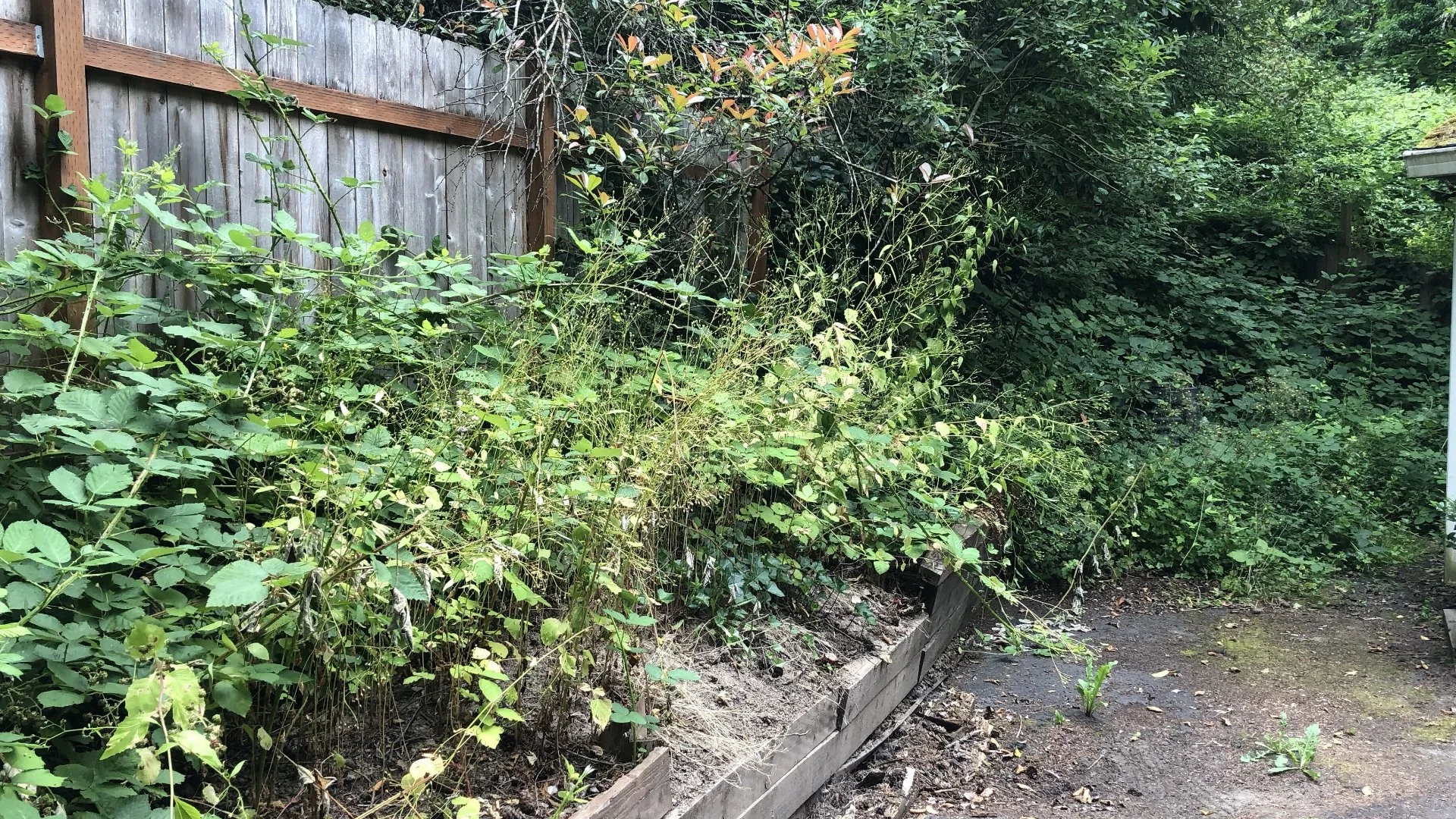 How Himalayan Blackberry Harms Your Plants & Why Removal Is Necessary