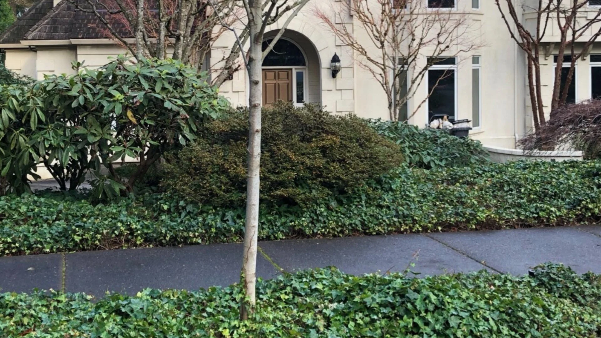Is English Ivy Invasive?