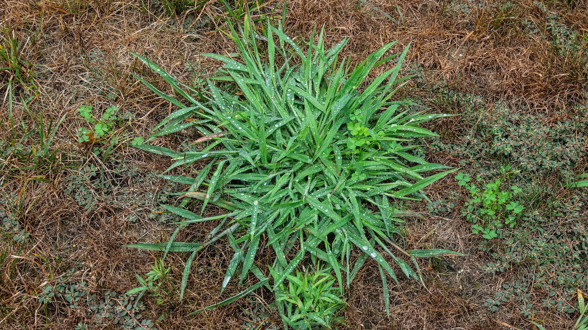 Crabgrass: What It Looks Like & How to Control This Persistent Weed