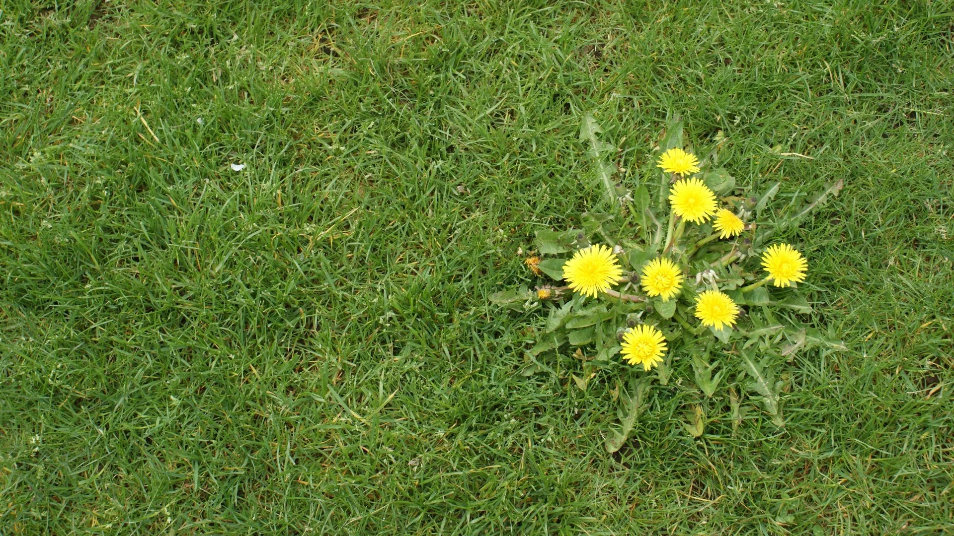 Dandelions: How to Identify & Treat This Common Lawn Weed