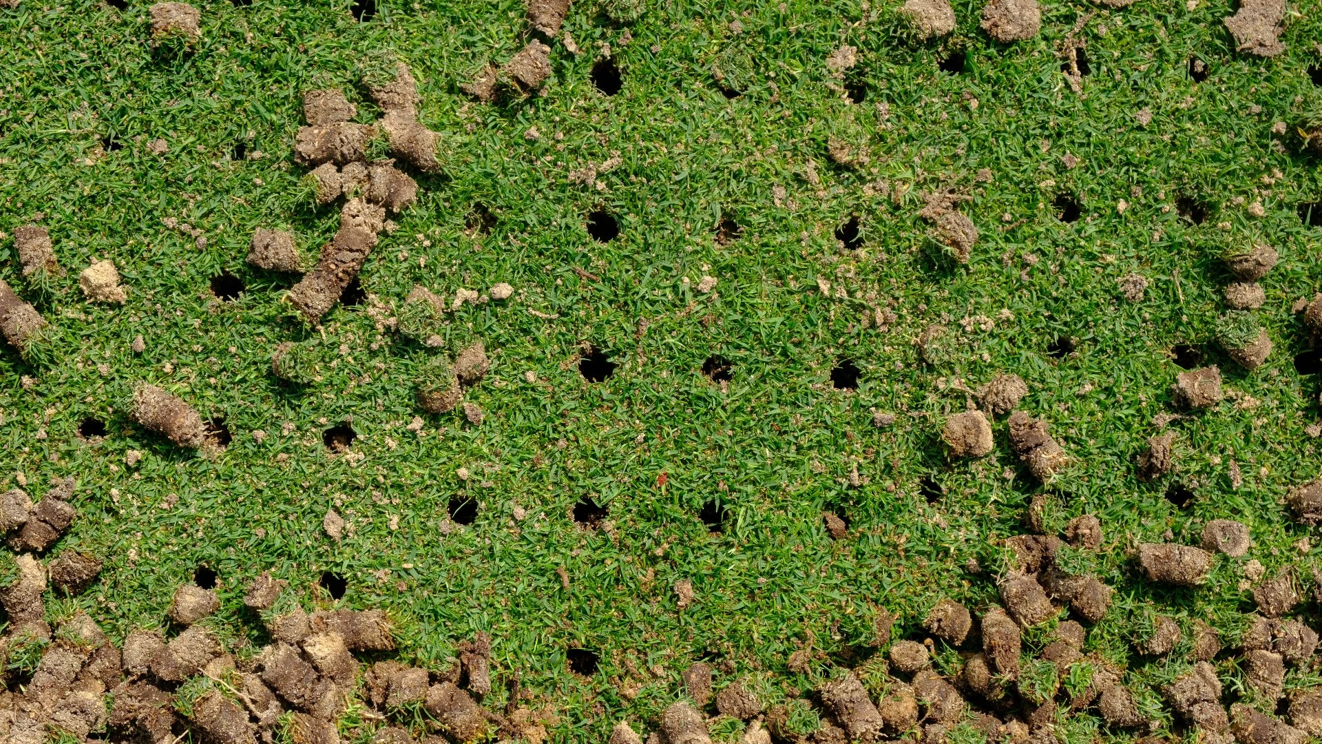 What Are the Reasons to Schedule Core Aeration?